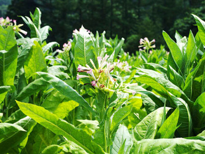烤煙專賣店_烤煙價格_烤煙哪里買
