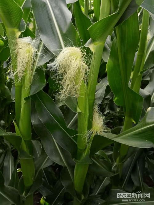 收土豆種蘿卜 頭伏到,農(nóng)作物們 急生長(zhǎng)