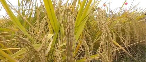 改造成生 金 鹽堿地 我國(guó)有2億多畝鹽堿地有改良成農(nóng)田潛力