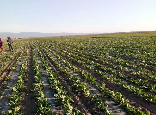 中糖協(xié) 甜菜面積或大幅下滑 相關支持亟須跟進