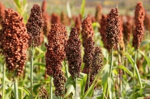 2021年我國糖料產業簡析 甘蔗和甜菜成為主要糖料作物