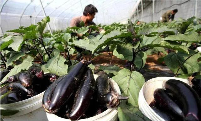 靠規(guī)模經(jīng)營(yíng)的大田作物,比如糧食,油料,糖料等,效益不高的問題最為明顯