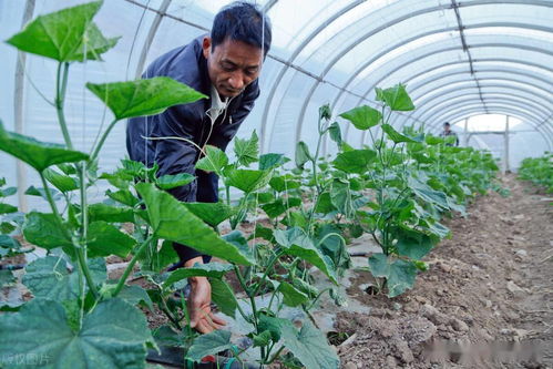 這些肥料十人有九人全用錯(cuò)了,再不改過來,對(duì)作物有害無利